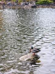 one duck stands on a stone among a pond