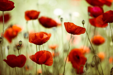 Fototapeta premium Summer Poppy Meadow