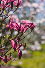 Close up of pink and white magnolia flowers. Sun shining, shallow depth of field and soft focus. Full Spring tree bloom