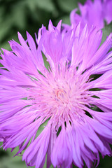 Obraz premium purple wild flower