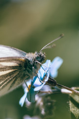 Macro of a butterfly on blue forget me not flowers. Shallow depth of field, focus on the insect's eyes