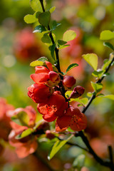 Macro of quince flower blossom. Vivid red and green tones. Sun shining from behind, creating backlighting