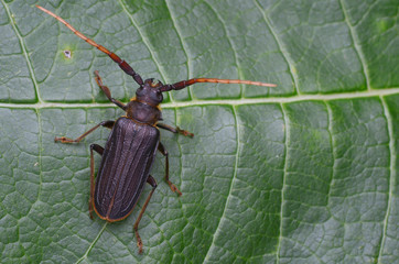 longhorn beetle from Borneo - Neosarmydus costipennis