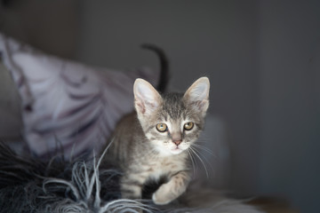 Cute furry tabby kitten Playfull