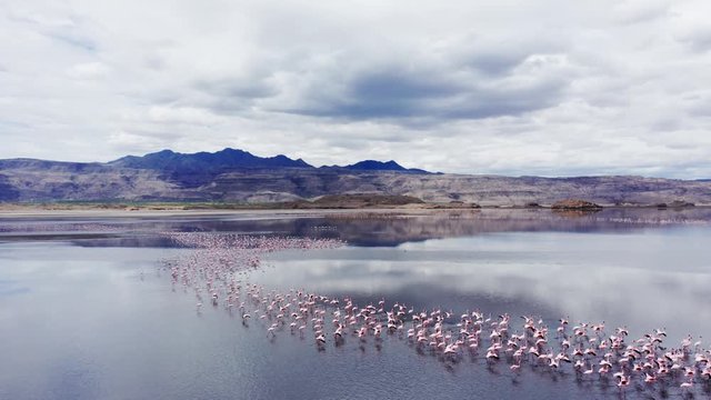 Aerial drone shot flying forward over a flock of flamingos in the clear water of Lake Natron, Tanzania. Cloudy day.