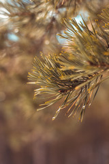 Close up of pine tree branch. Soft focus and shallow depth of field. Brown and green forest background with wide angle.