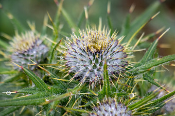 Naklejka na ściany i meble Distel im Nebel 5