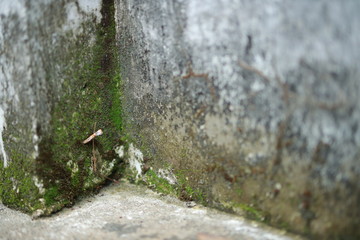 White old cement wall concrete backgrounds textured. Abstract vintage texture. Background from cracks, breaks, stains. Grunge cracks, damage