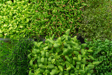 Micro green sprouts on wooden board, view from above