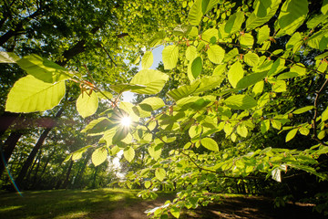 Evening sun shining through between beautiful fresh green beech leaves on a sunny springtime evening in Germany in May. © franconiaphoto