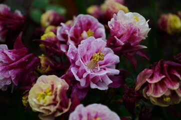 Pink white Columbine Aquilegia chrysantha Flower