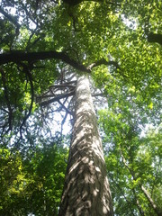 Fototapeta premium trees in the forest
