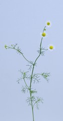 カモミールの花と葉、白背景、背景素材

