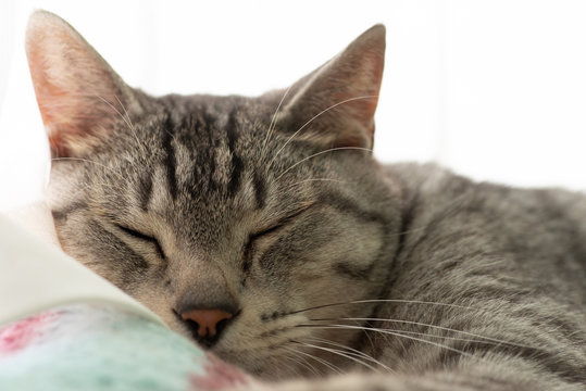 熟睡中　サバトラ猫