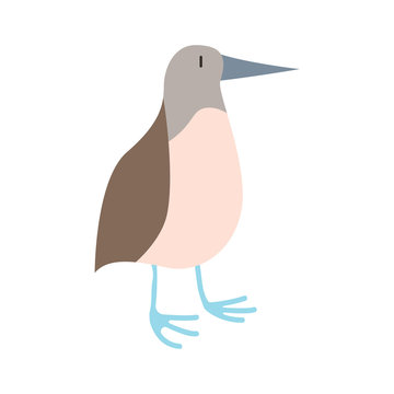 cute blue footed booby animal vector