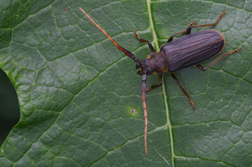 longhorn beetle from Borneo - Neosarmydus costipennis