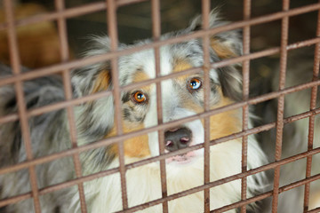 Dog (Australian Shepherd - Blue Merle with tan) looking through bars