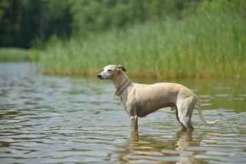 White whipped standing in water with blurry grass and reed in background