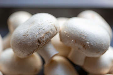 マッシュルーム