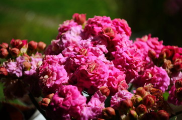 Obraz premium Kalanchoe house plant, close up
