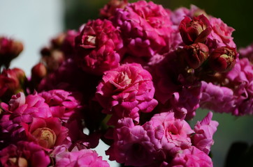 Kalanchoe house plant, close up