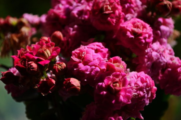 Kalanchoe house plant, close up