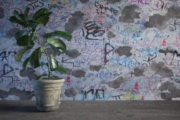 Pot plant against a graffiti wall 