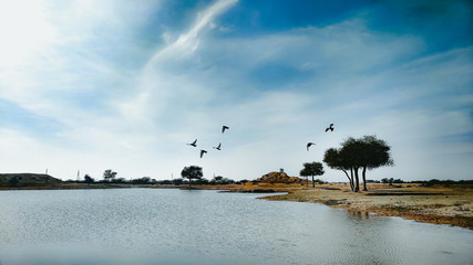 Flying birds over the lake