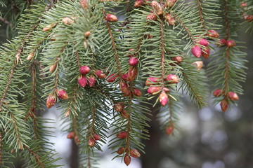 red buds of the spruce tree in spring on the mountains