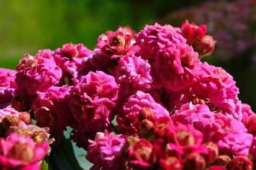 Kalanchoe house plant, close up