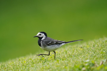 wagtail in green grass is looking for insects and worms