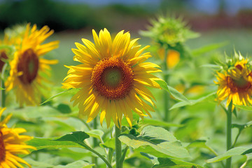 ひまわり畑／沖縄県