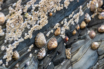 Schnecken am Küstenfelsen