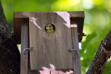 Meisen Jungvogel  im Nistkasten