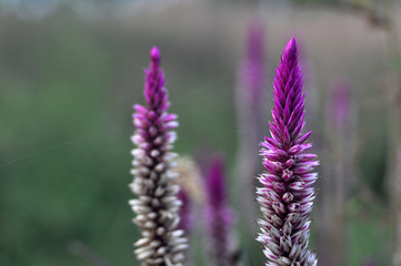 Celosia argentea flower - cockscomb