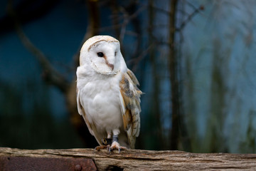 White owl with dark eyes