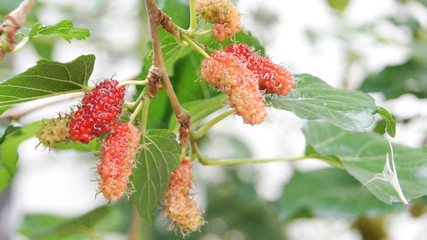 Black mulberry tree, MORACEAE, this species grows into a bouquet. When cooked, the effect will be black. Sweet and sour To eat, to make jam or to be processed into various products.