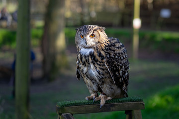 Owl outdoor