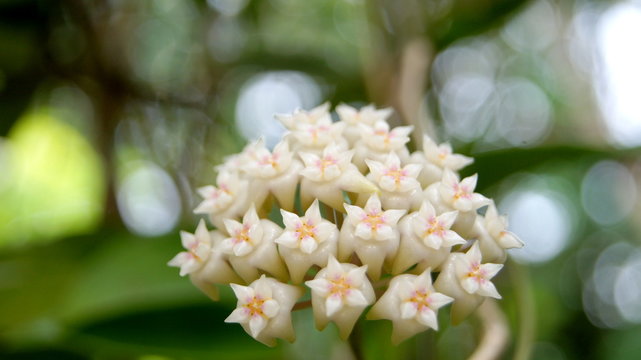 Hoya parasitica, Apocyneceae, Inflorescence white flowers resembling star-shaped fragrant soft.