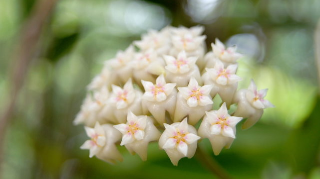 Hoya parasitica, Apocyneceae, Inflorescence white flowers resembling star-shaped fragrant soft.