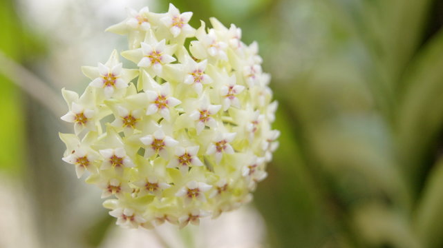 Hoya plant, acuta, Flowering is a fragrant bouquet. Apocyneceae. Inflorescence soft green flowers resembling star-shaped.