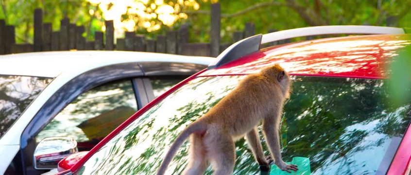 Macaca fasciculari sit on a car and trying put up something behind the car glass on the sunset nice saturated shot