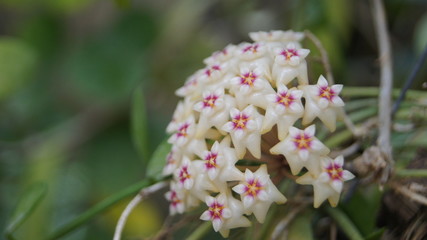 Hoya parasitica, Apocyneceae, Inflorescence white flowers resembling star-shaped fragrant soft.