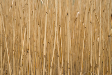 Abstract natural pattern of long dry grass stems