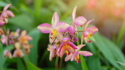 Obraz na płótnie Canvas Spathoglottis Plicata purple orchids or ground orchid,Soft light and select focus