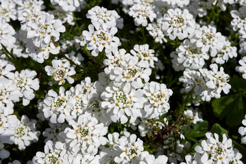 Iberis sempervirens