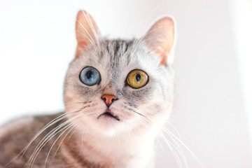 Portrait - Cat with different eyes: blue and yellow-green, heterochromia