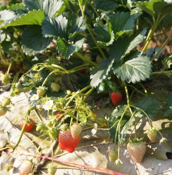 strawberries in the garden