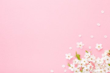 Obraz na płótnie Canvas Fresh branches of white cherry blossoms on light pink table background. Pastel color. Flat lay. Closeup. Empty place for inspirational text, lovely quote or positive sayings. Top down view.
