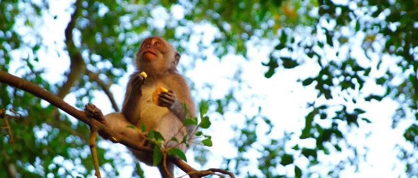 Macaca fasciculari sit on a tree and eat something  on the sunset nice saturated shot